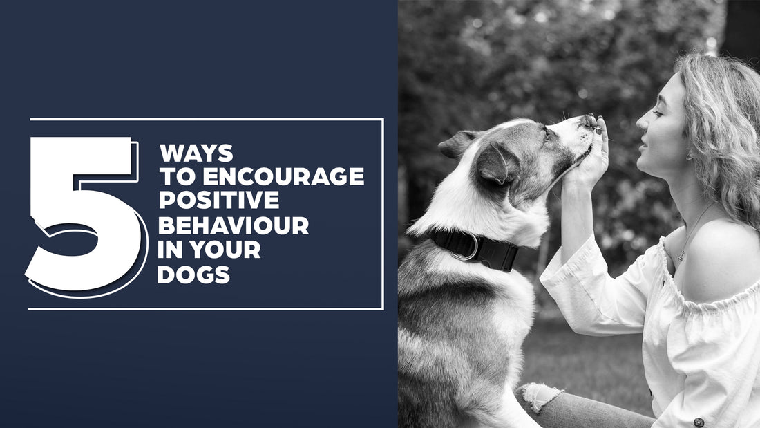 5 Ways To Encourage Positive Behaviour In Your Dog