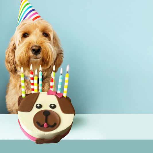 Celebrating Your Dog's Birthday: How to Throw the Ultimate Pawty