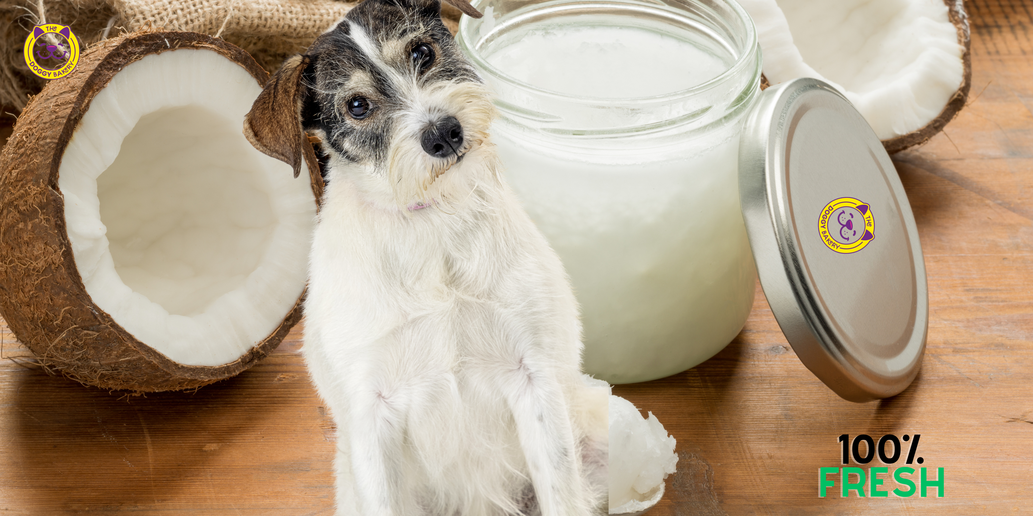 Can dogs best sale have coconut yogurt