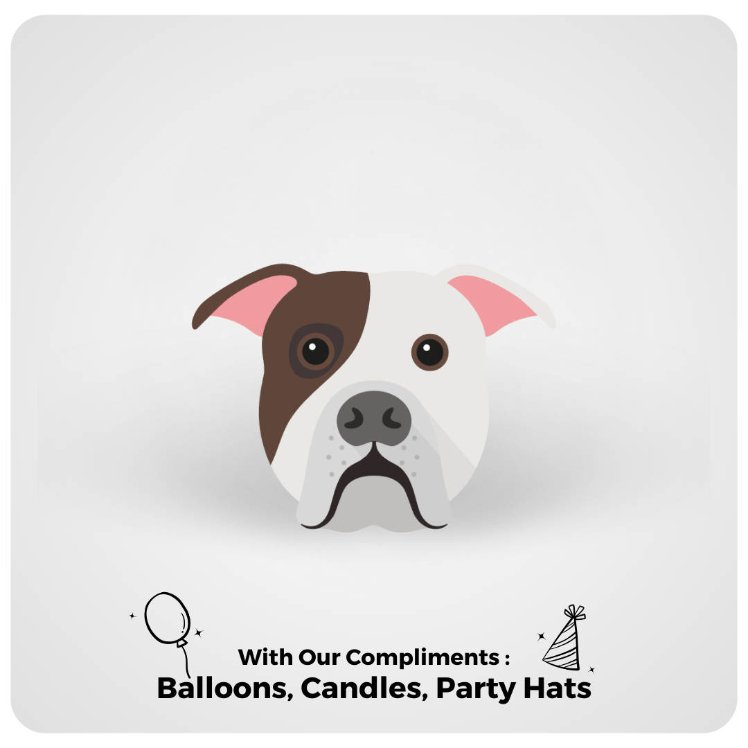 American Bully