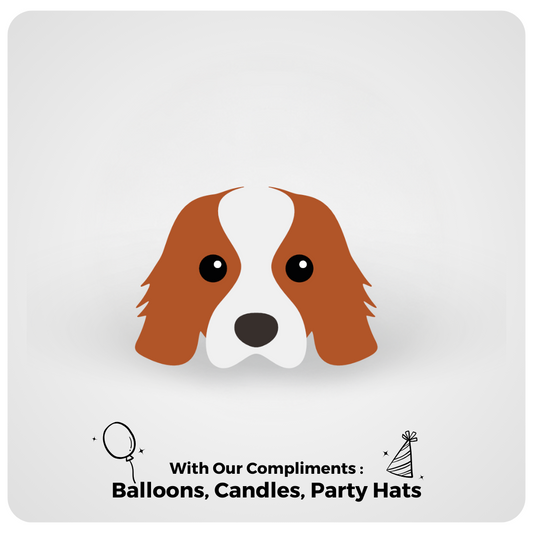 Cavalier King Charles Spaniel