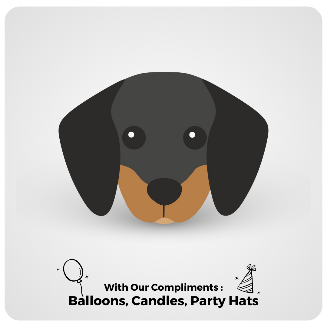 Dachshund