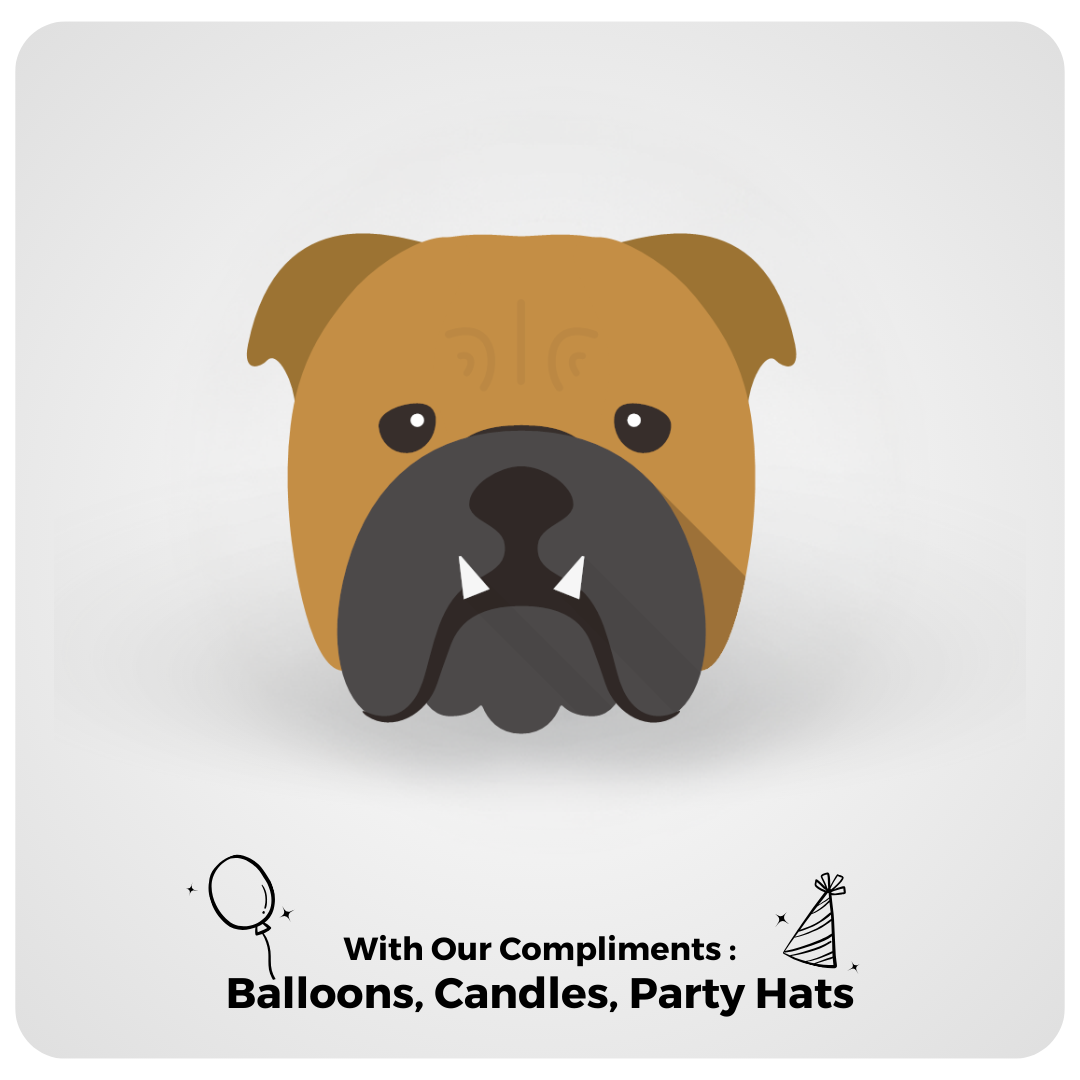 English Bulldog