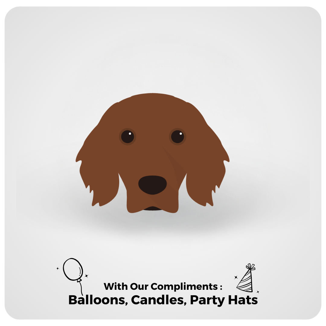 Irish Setter