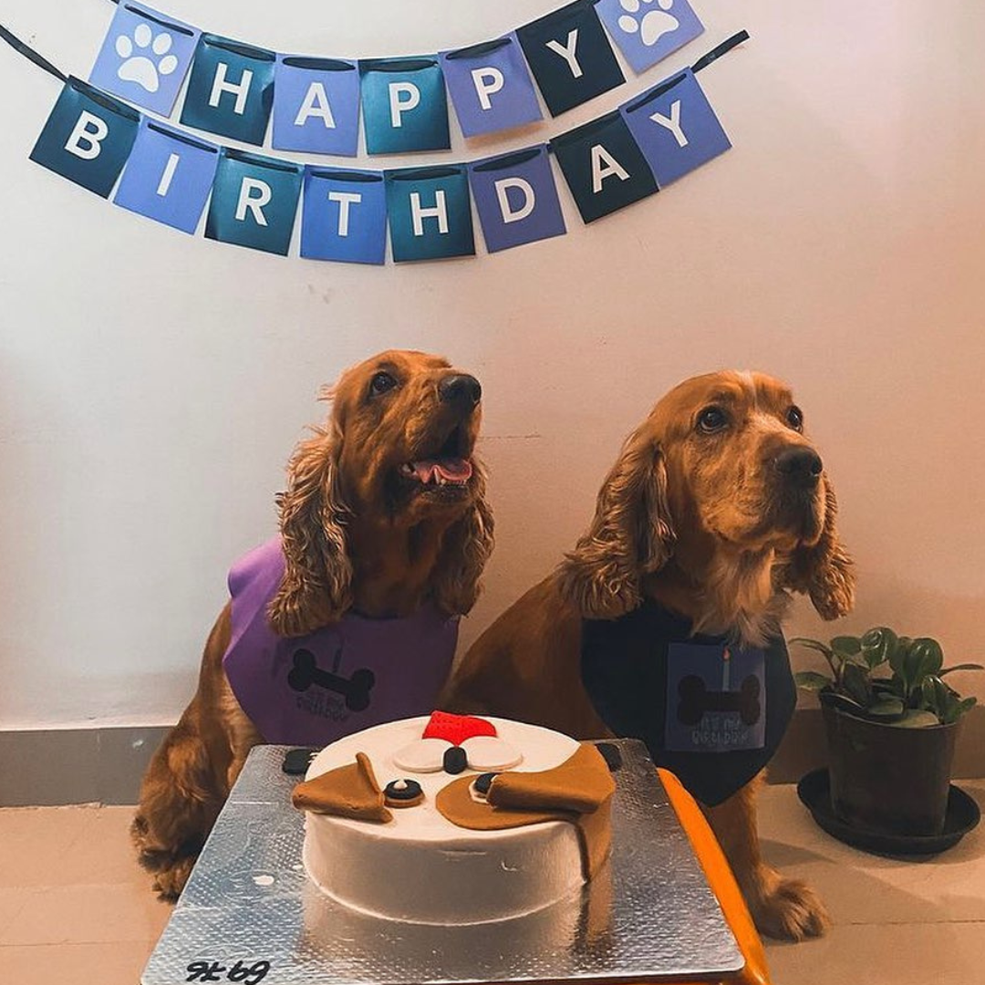 Dog celebrating with cake