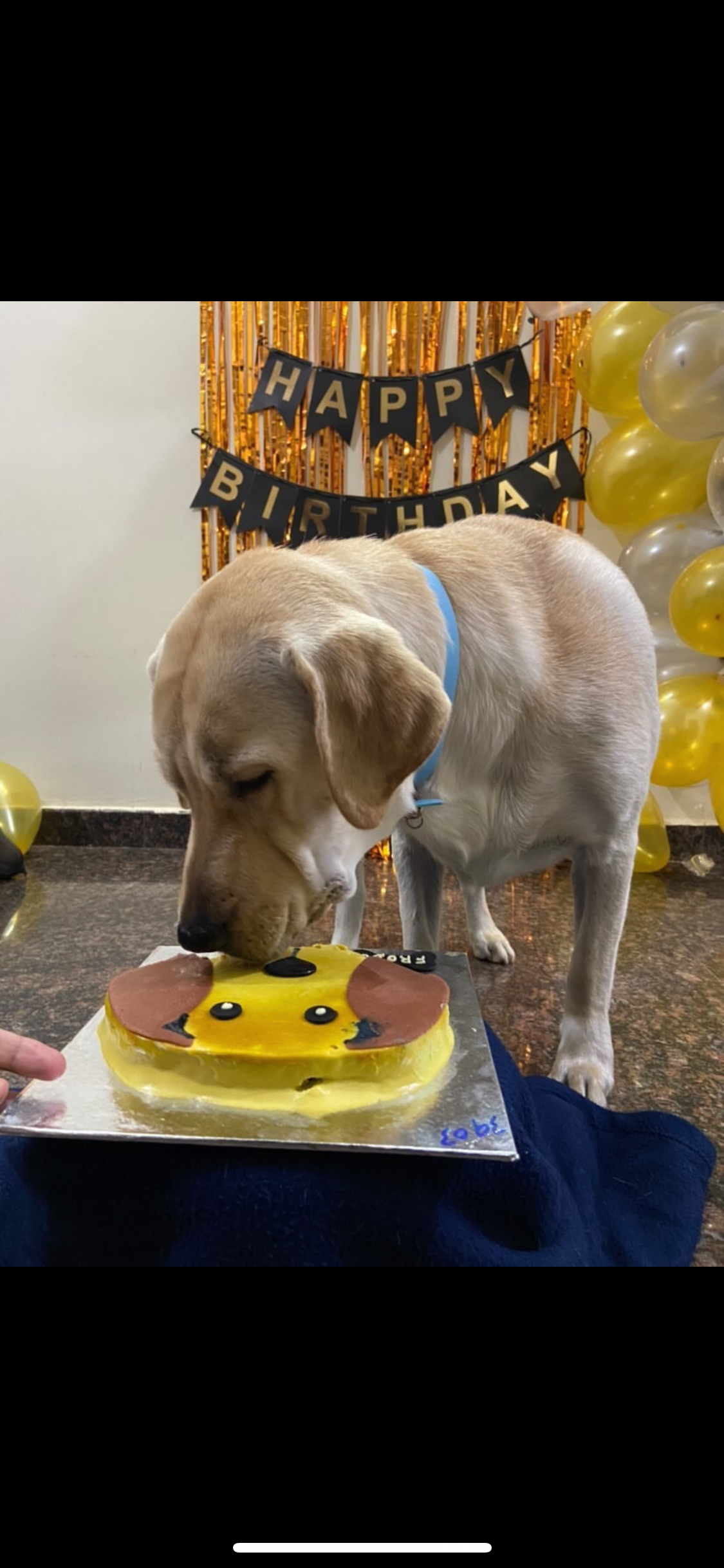 Labrador