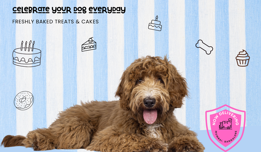 2024: The Year of Dog Cakes - A Tasty Trend from The Doggy Bakery (TDB)