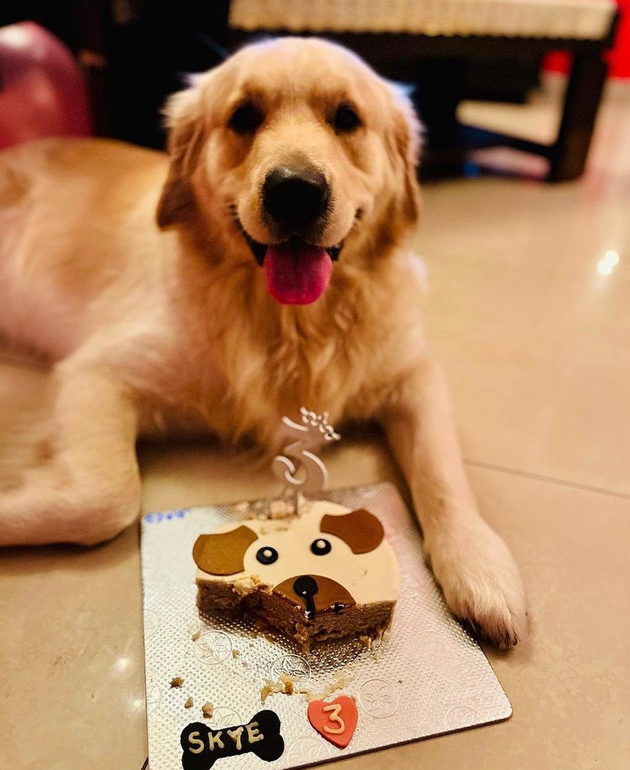 Dog Cakes: Bringing the Family Together for Good