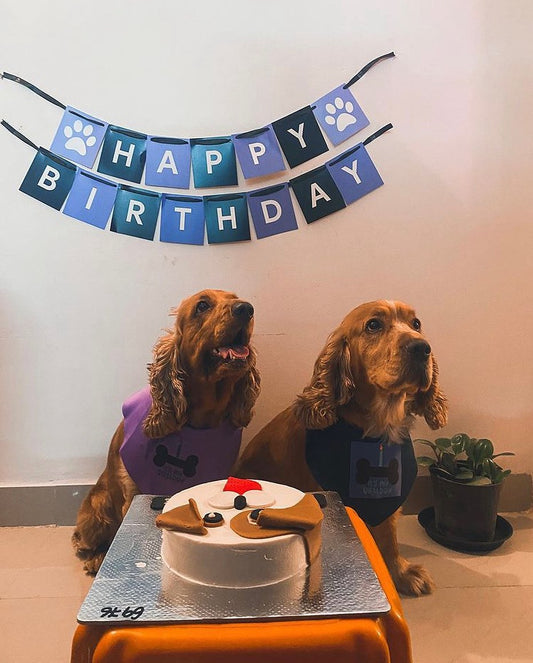 Celebrate Your Furry Friend's Birthday with Pawsome Doggy Delights