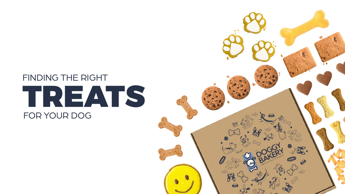 Finding the Right Treat for Your Dog