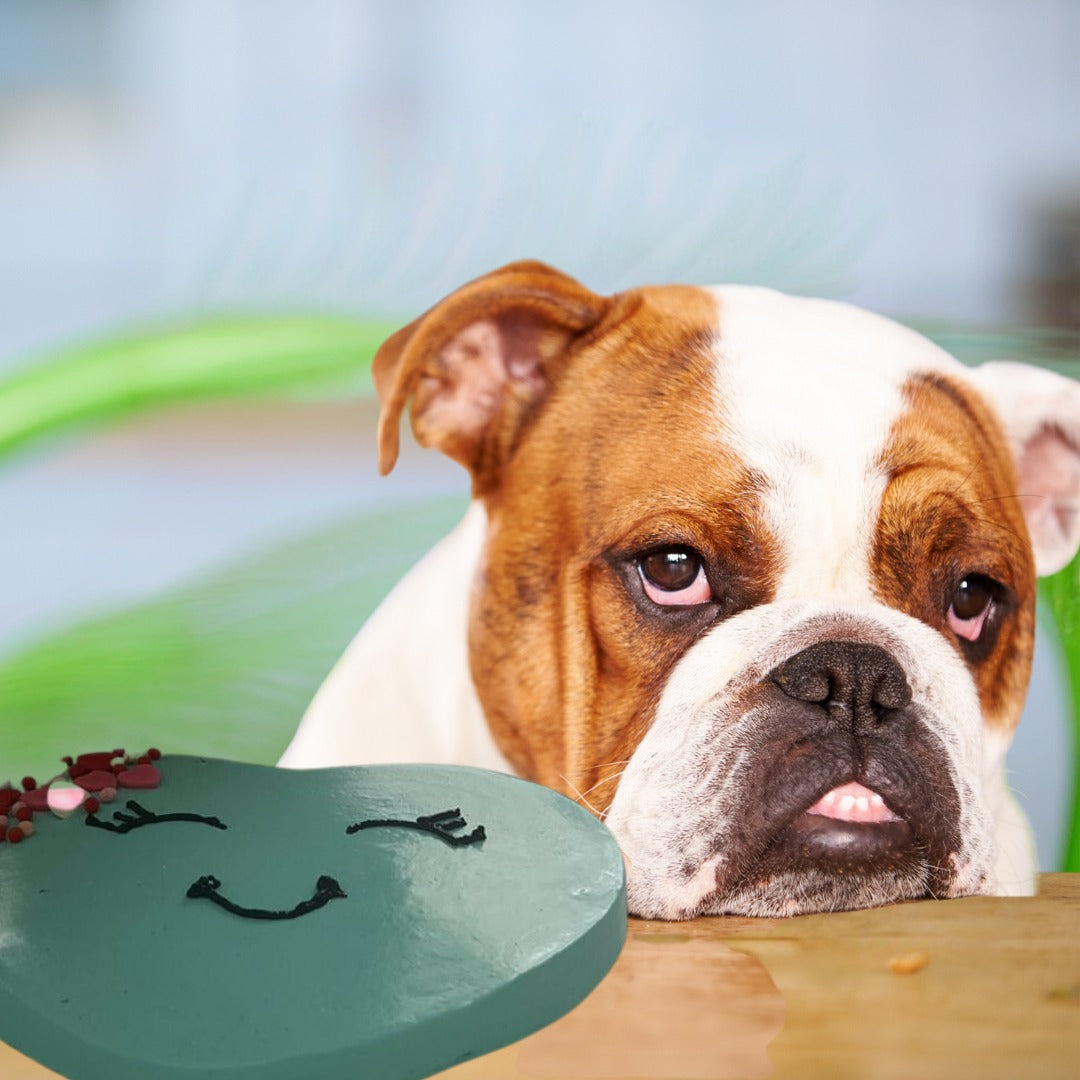 search image 2 Why Dogs Make the Best Valentine’s Day Companions 2