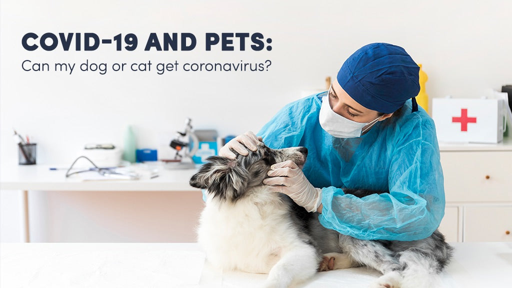 COVID 19 And Pets: Can My Dog Or Cat Get Coronavirus?