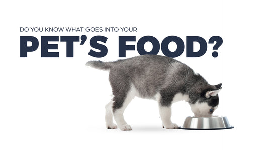 Do You Know What Goes Into Your Pet's Food?