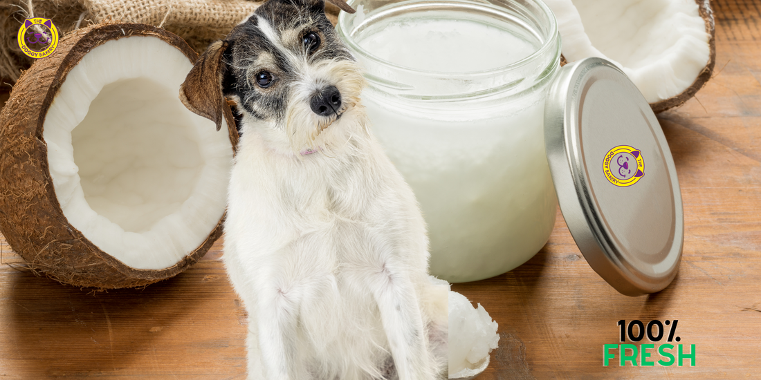 The Health Benefits of Coconut Butter for Dogs
