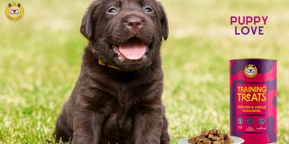 Puppy Love Treats A Guide to Giving Puppies the Right Treats The Doggy Bakery