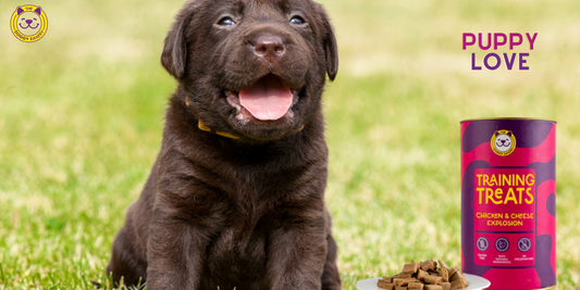 Puppy Love Treats: A Guide to Giving Puppies the Right Treats