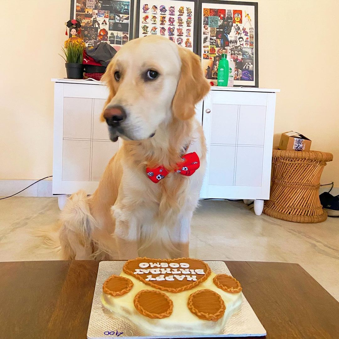 Pawsome Dog Cake 2.0 – The Doggy Bakery