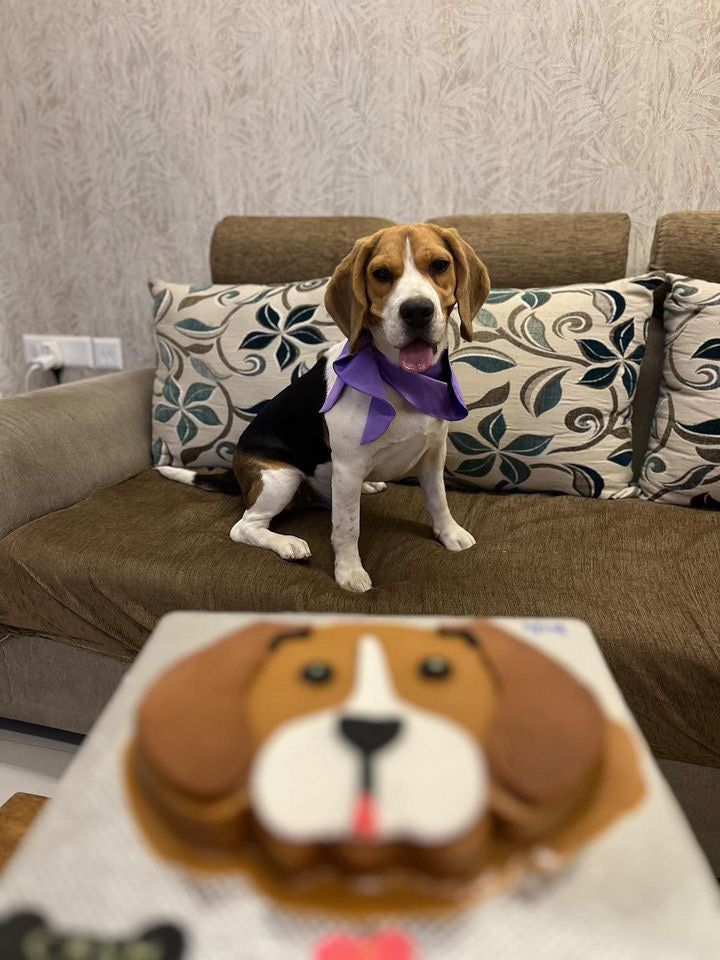 Beagle dog cake hotsell