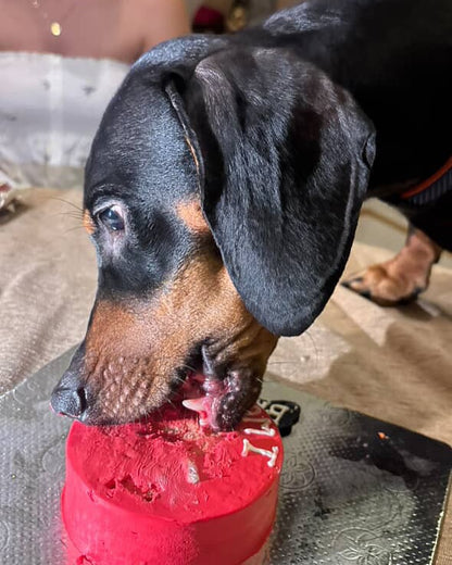 Dog eating a red ice cream cone with a bone design on a reflective surface.