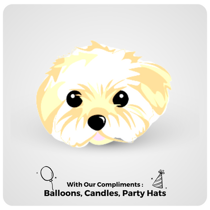 🎂 Maltese 🐶