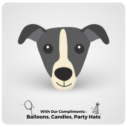 🎂 Italian Greyhound 🐶