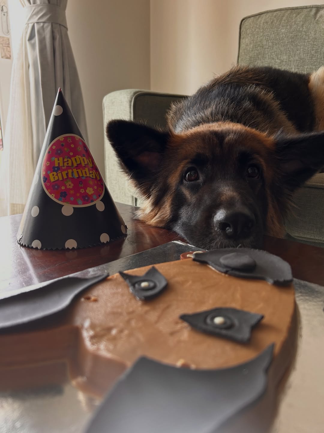 🎂 German Shepherd 🐶
