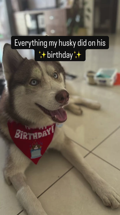 🎂 Black Husky 🐶