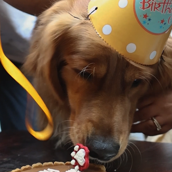 Video of dog cake being amde and eaten by a doggo