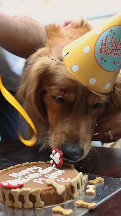 Video of dog cake being amde and eaten by a doggo