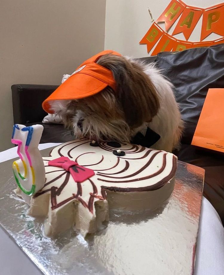 Coolest Shih Tzu Cake | Puppy cake, Dog cakes, Dog birthday cake