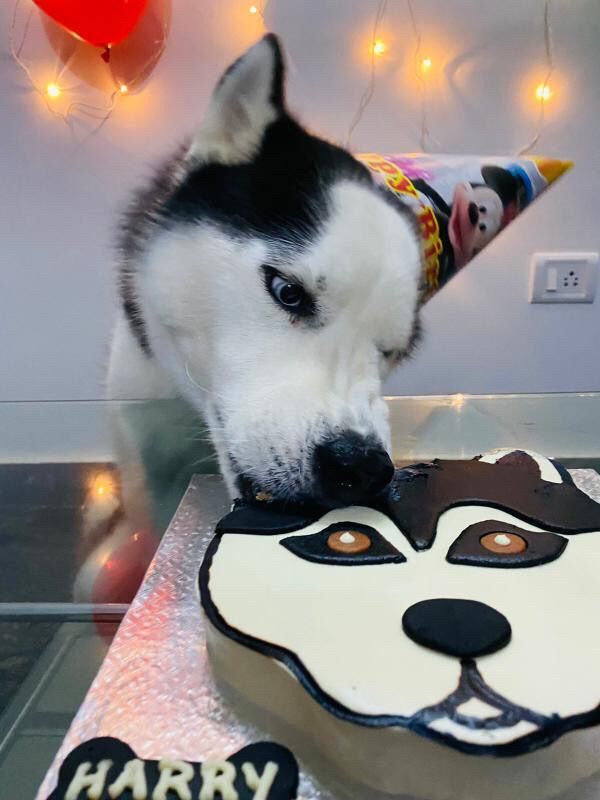 Custom Black Husky Dog Cake
