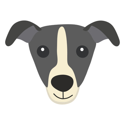 🎂 Italian Greyhound 🐶